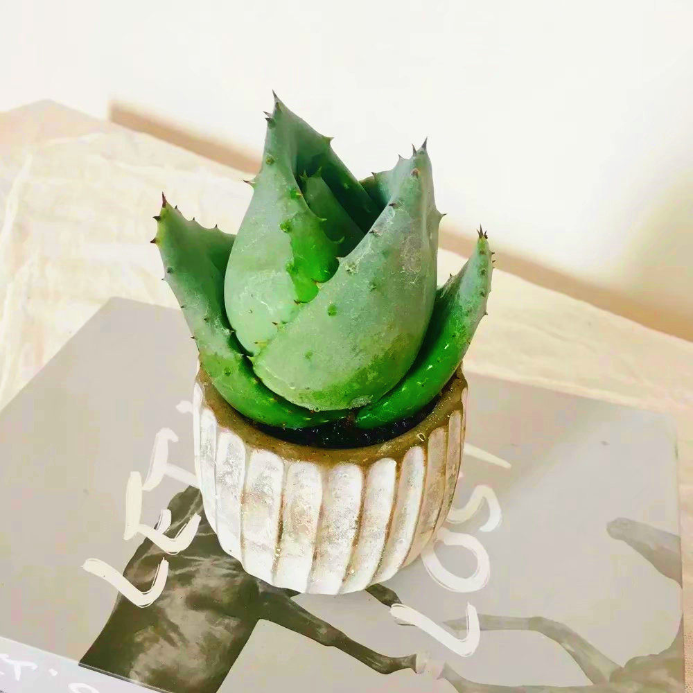 高端精品稀有品种元宝芦荟多肉植物办公室阳台防辐射盆栽含盆带土