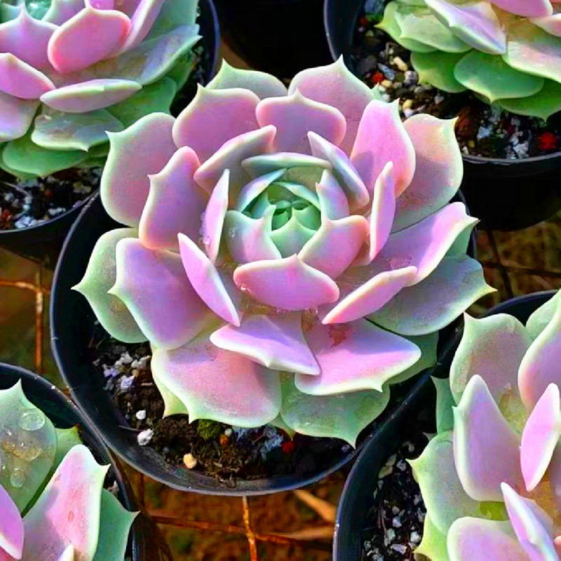 超大株粉色露娜莲多肉植物稀有品种办工作桌面防辐射盆栽花卉绿植