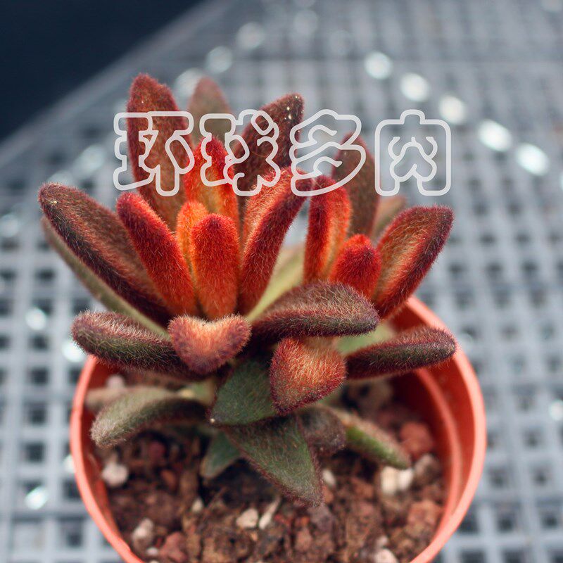 孙悟空兔耳精品多肉植物花带盆栽好室内组合掌上盆景绿植防辐射