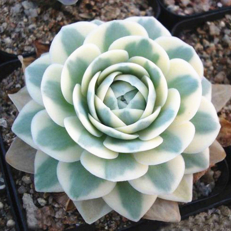 多肉植物富士稀有罕见贵货品种室内阳台防辐射绿植带盆栽好花卉