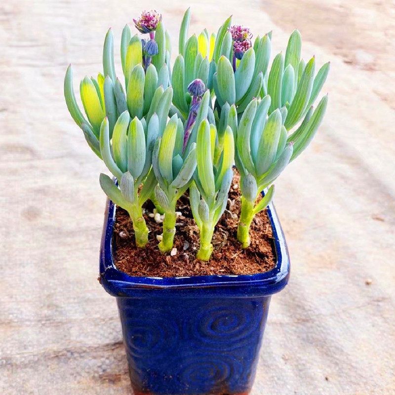 高级云南花卉精品多株蓝松多肉植物室内阳台美观防辐射盆栽含盆土