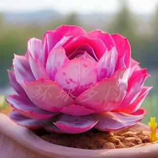 新手好养美观多肉植物骄阳似火办公室桌面净化空气盆栽绿植花含盆