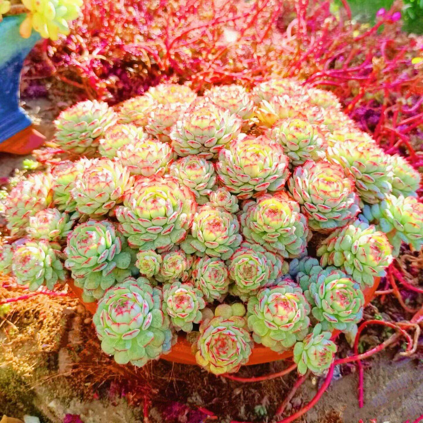 包邮精品多肉植物墨姬莲室内阳台美观防辐射盆栽绿植花卉好养易活