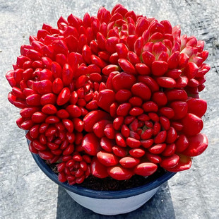 超大颗红宝石群生老桩多肉植物阳台美观四季精品盆栽绿植花卉