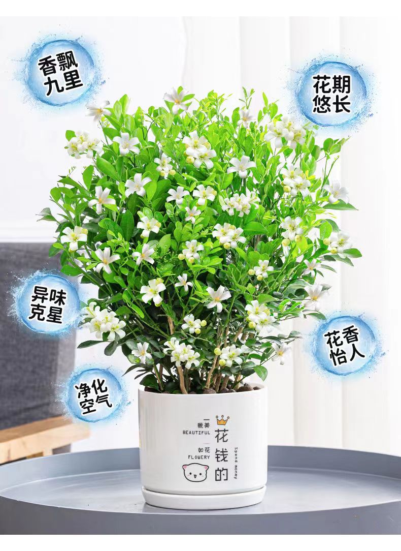 九里香盆栽阳台庭院浓香木本花卉