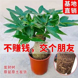 常青绿植 发财树盆栽佛肚粗桩盆景大苗室内植物树桩办公室客厅四季