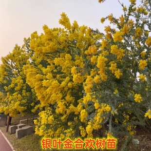 银叶金合欢树苗澳洲合欢花庭院别墅绿化风景树苗常绿盆栽花卉植物