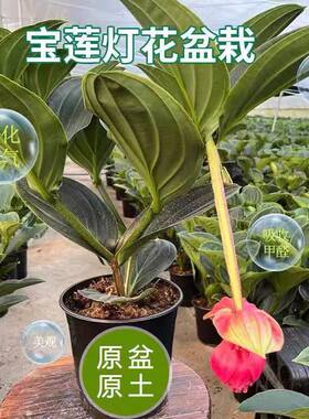 宝莲灯花带花苞四季常青高档花卉