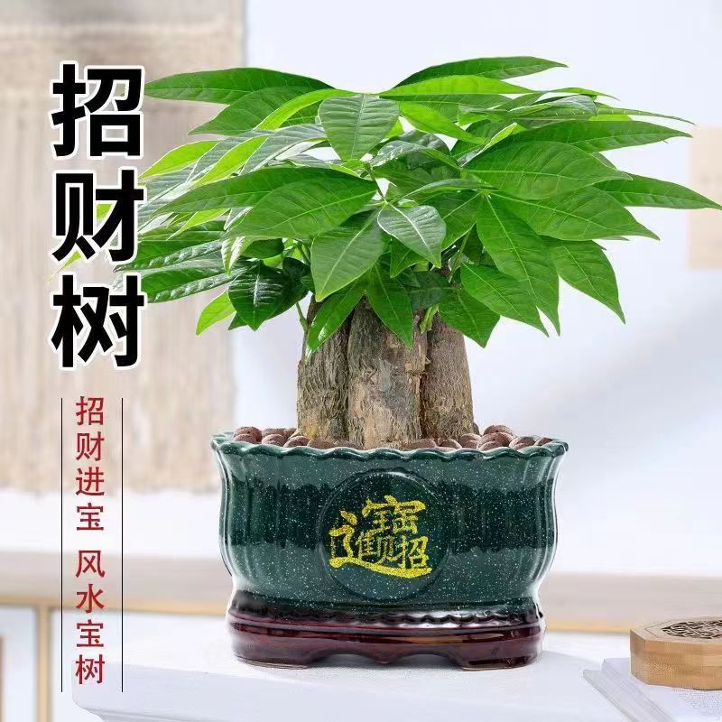 绿植发财树摆件盆栽植物室内小盆景办公室客厅好养花卉招财树