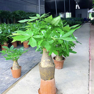 常青 老桩发财树客厅盆栽室内大型粗杆招财树办公室绿植好养活四季