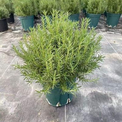 可食用迷迭香盆栽香料驱蚊绿植物
