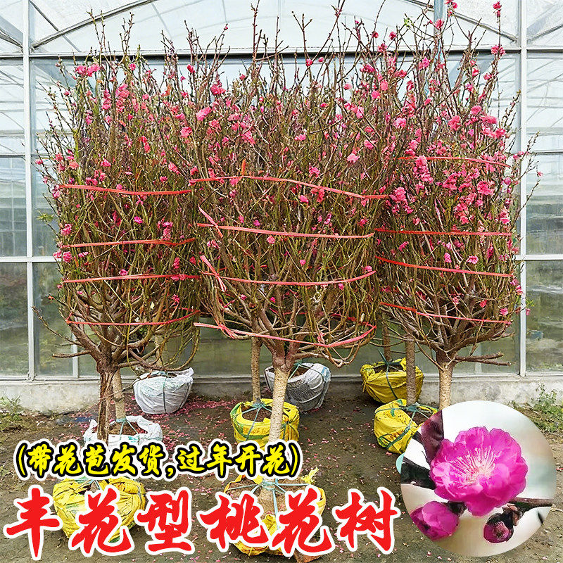 桃花树盆栽年宵花卉耐寒鲜花花朵多客厅庭院阳台庆祝花庆摆放植物,鲜花速递/花卉仿真/绿植园艺,绣球/木绣球/木本植物,淘宝优惠券,粉丝福利购,淘宝优惠卷
