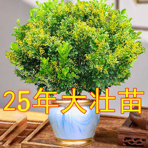 香水米兰四季常青驱蚊易活花卉户外耐高温老桩室内网红盆栽浓香型