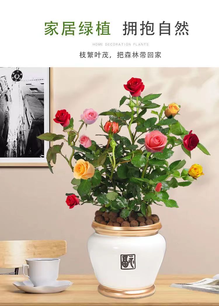 带花苞玫瑰花盆栽树苗好养活花卉