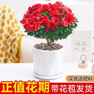 带花苞发货杜鹃花盆栽四季 开花耐寒植物阳台客厅办公室花卉绿植物