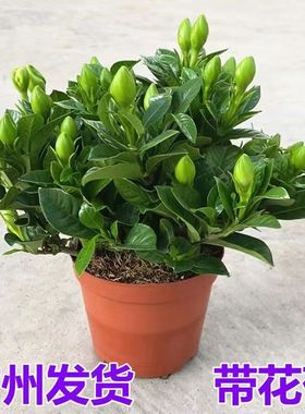 栀子花盆栽带花苞四季常青花卉带香味大叶牡丹重瓣香水茉莉花双瓣