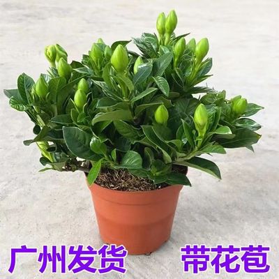 栀子花盆栽带花苞四季常青香水花