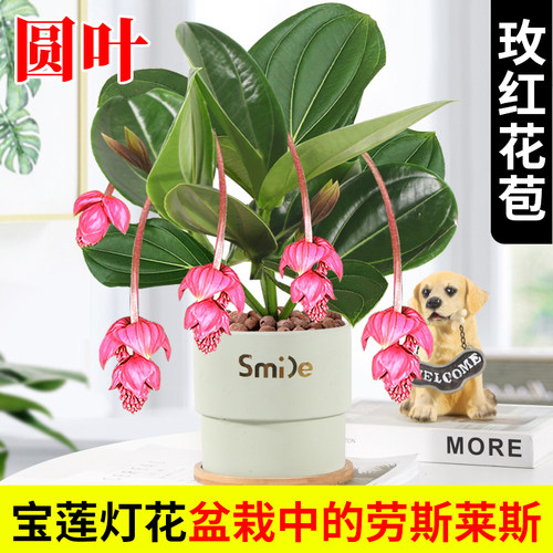 进口宝莲灯花盆栽带花苞高档花卉