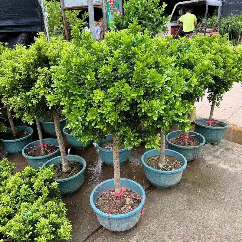 香水米兰花盆栽带花棒棒糖树苗室内阳台庭院驱蚊植物浓香花卉绿植