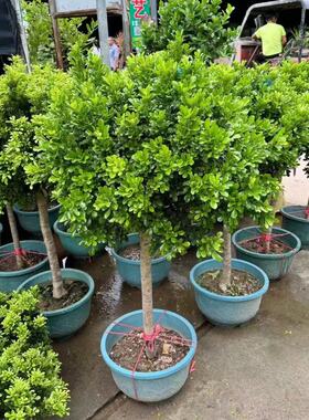 香水米兰花盆栽带花棒棒糖树苗室内阳台庭院驱蚊植物浓香花卉绿植