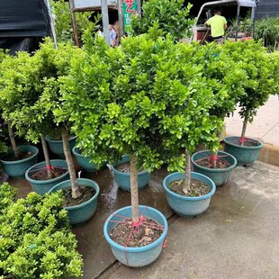 香水米兰花盆栽带花棒棒糖树苗室内阳台庭院驱蚊植物浓香花卉绿植