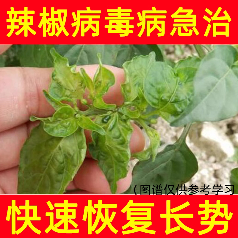 辣椒病毒病专用药杀菌剂