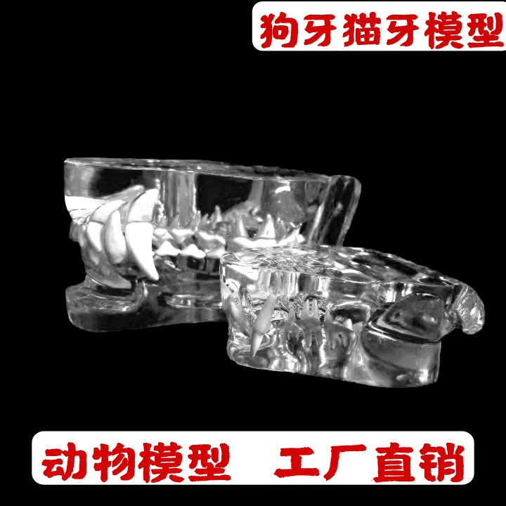 透明狗牙模型Yc透明狗牙猫牙模型