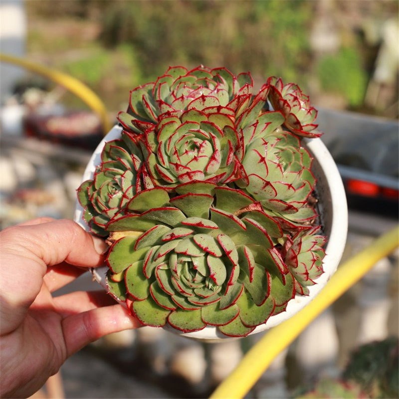 爱火新品稀有多肉植物控养精品装饰精品盆栽易养活基地直发