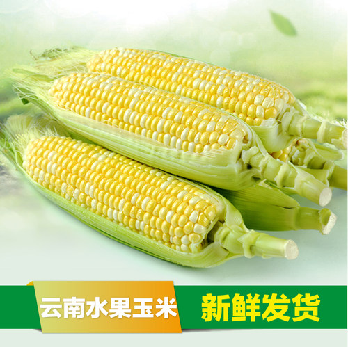 现摘金银水果玉米可生吃甜脆爆浆