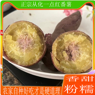 粉糯香甜正宗从化一点红番薯新鲜现挖高山紫心红薯冰淇淋地瓜自种