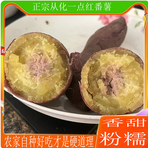粉糯香甜正宗从化一点红番薯新鲜现挖高山紫心红薯冰淇淋地瓜自种