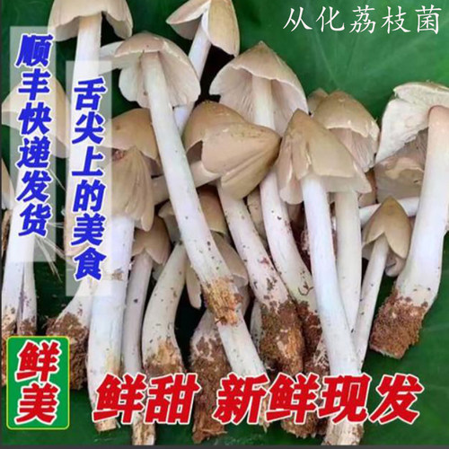 从化野生菌500g新鲜菌半开火把鸡枞菌食用菌荔枝菌增城顺丰包邮