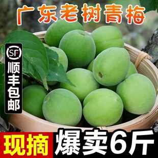 广东从化高山新鲜胭脂梅青梅鲜果梅子泡酒专用生酸梅子现摘酿酒