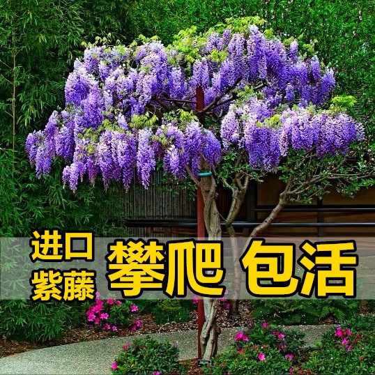 紫藤树苗 紫藤萝 紫腾花苗爬藤攀爬植物庭院爬墙四季藤蔓花卉阳台