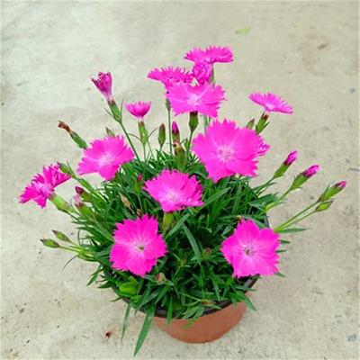 四季青花苗带花多年生宿根花期长