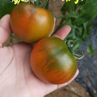 顺丰包邮现摘现发山东草莓西红柿铁皮柿水果番茄盐碱地绿腚西红柿