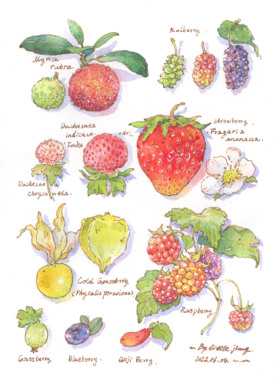 钢笔淡彩植物图鉴上色练习LittleJiang小江水彩纸线稿填色防渗墨