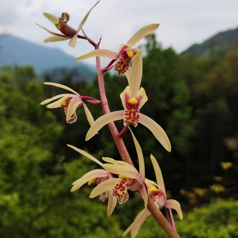 随州浓香型蕙兰 兰花苗 春兰带