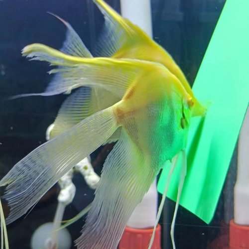 热带鱼观赏鱼淡水台系长鳍长尾黄蜻蜓燕鱼黄色神仙鱼