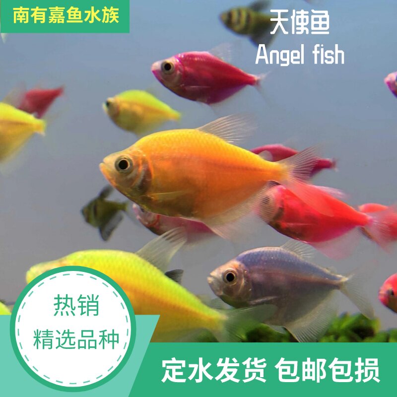 天使鱼柠檬鱼老虎鱼彩色热带小型观赏鱼糖果鱼草缸群游鱼多彩天使