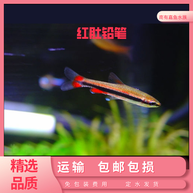 红肚铅笔鱼热带鱼小型灯科鱼白金火焰铅笔鱼草缸吃藻类活体观赏鱼