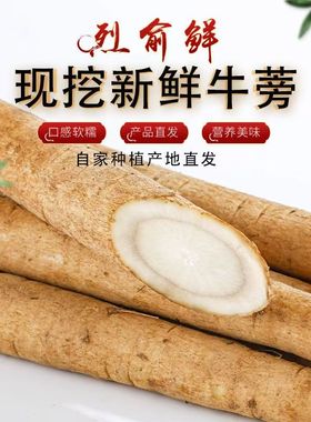 新鲜现挖黄皮牛蒡根榨汁牛蒡养生种植蔬菜牛蒡茶2—5斤装野生牛蒡