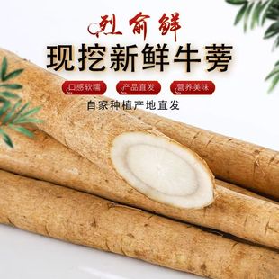 新鲜现挖黄皮牛蒡根榨汁牛蒡养生种植蔬菜牛蒡茶2—5斤装 野生牛蒡