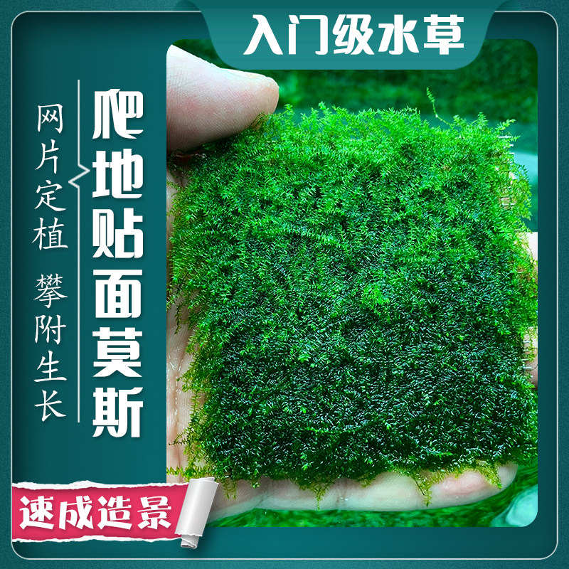 水草缸造景爪哇贴面趴地莫斯沉木莫丝增氧爬行淡水活体植物坪阴性