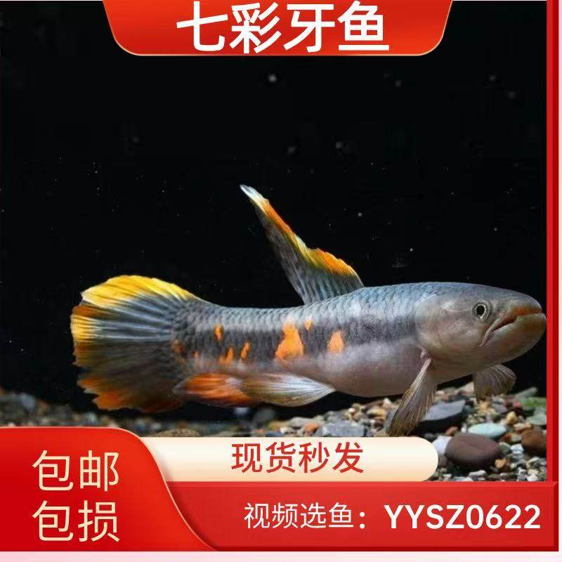 热带观赏鱼七彩牙鱼橙腹牙鱼奥黑枯木牙南美加拉辛肉食凶猛鱼活体