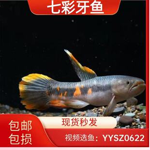 热带观赏鱼七彩牙鱼橙腹牙鱼奥黑枯木牙南美加拉辛肉食凶猛鱼活体