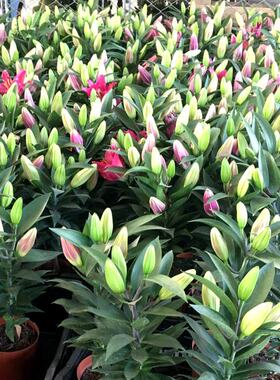 百合花带花发货年宵花卉盆栽花球