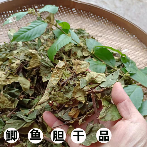 干品广西鲫鱼胆500克包邮