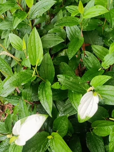 新鲜三百草苗中药材野生天性草全草三白草带根白莲藕苗5棵