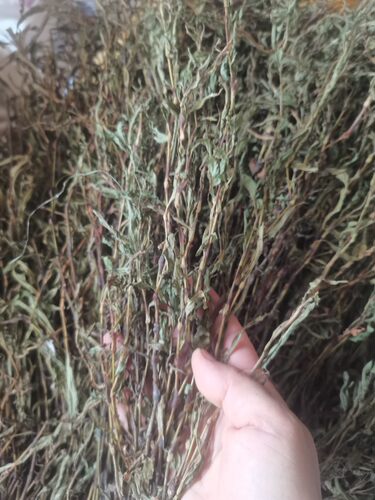 500g 自晒新货干品白花辣辣廖草中药材辣马蓼辣椒草酒曲材料包邮